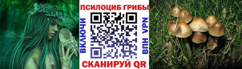 Псилоцибиновые грибы Cubensis  купить закладку  Мосальск 